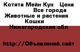 Котята Мейн Кун › Цена ­ 15 000 - Все города Животные и растения » Кошки   . Нижегородская обл.